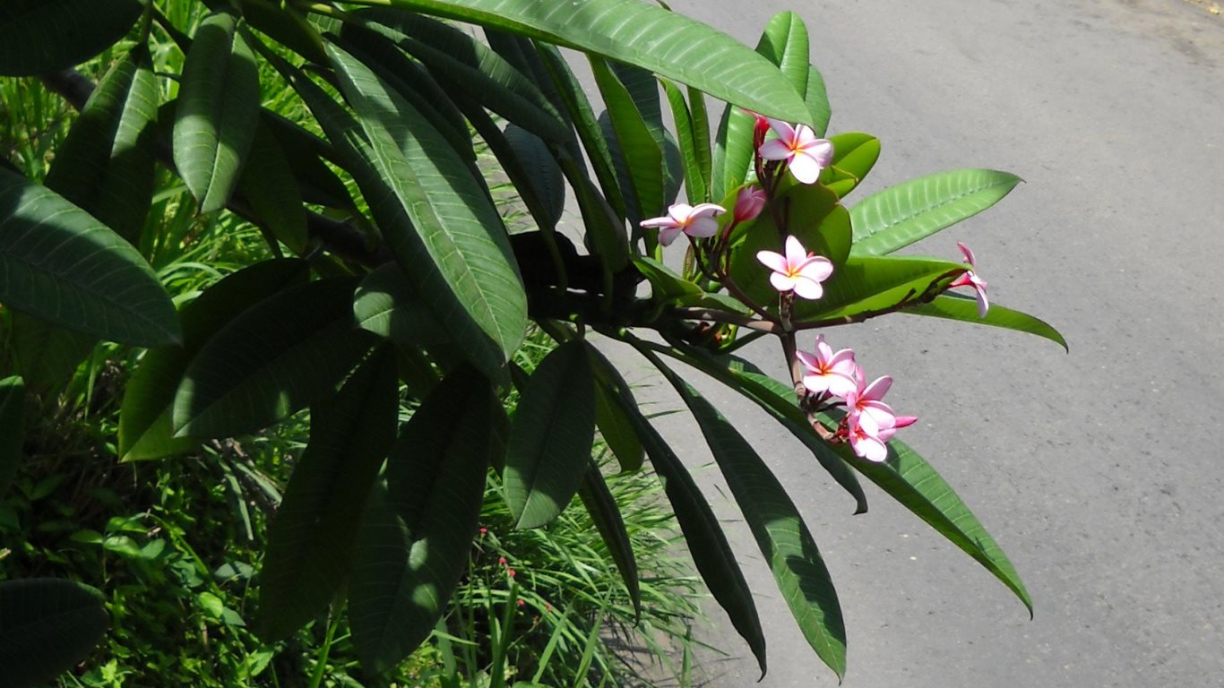 50_pink frangipani_hills_tobago_20090718_DSCN0197C_tobagojo@gmail.com_1366w_768h